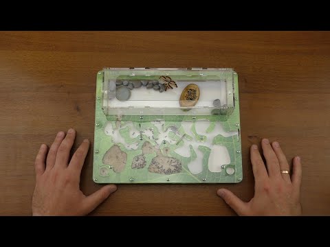 Видео: Чудо в Муравейнике!