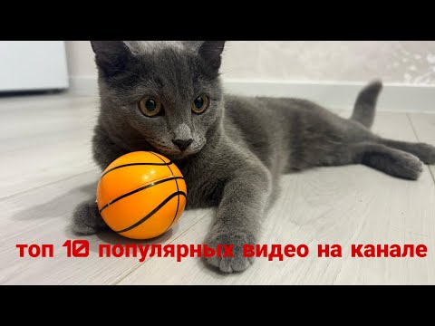Видео: Топ 10 папуляных видео на моём канале 😺😺😺 #cat #милота #моякошка #рекомендации 