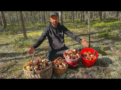 Видео: ОСТАНОВИТЕСЬ! БОРОВИКИ И МОХОВИКИ ИДУТ В НАСТУПЛЕНИЕ | ВЕСЬ СОСНОВЫЙ БОР ЗАВАЛЕН ГРИБАМИ! ГРИБЫ 2023