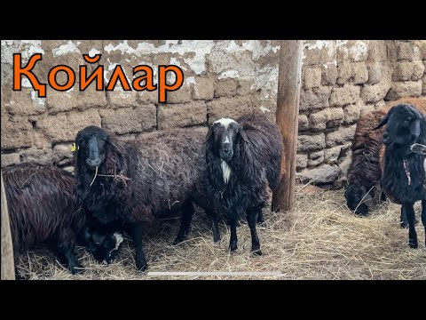 Видео: ҚОЙЛАР МЕН ЕШКІЛЕР | МАЛ ЖАЙЛАУ #ауылөмірі #қой #ешкі #лақ #қозы #айғыр #крс