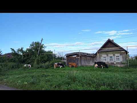 Видео: Рогатые газонокосилки работают самостоятельно — это очень удобно