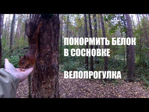 Видео: Велопрогулка: Покормить белок в Сосновке / Xiaomi Yi 4K / Zhiyun Rider-M