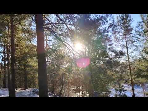 Видео: Когда начальник самодур. Сосновый лес. Солнечно. Мороз. Тепло оделся и взял рюкзак. Чистый воздух