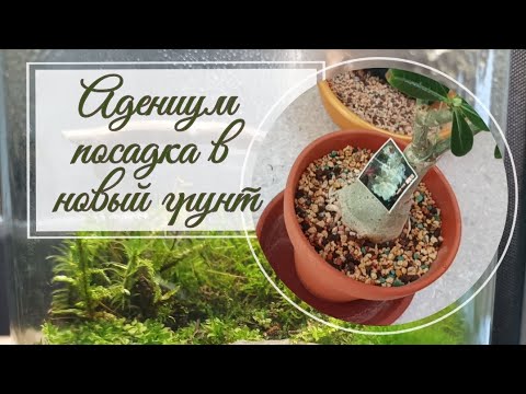 Видео: Пересадка адениума в новый грунт, аналог лечузы- пон.🪴 Цветущие каттлеи🌺🌺🌺