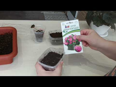 Видео: Сею бегонию и веронику. 07.11.2025.