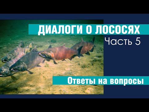 Видео: Диалоги о лососях. Часть 5. Ответы на вопросы