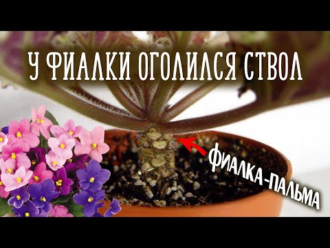 Видео: Что делать если у фиалки оголился ствол | Омоложение фиалки | Фиалка-пальма