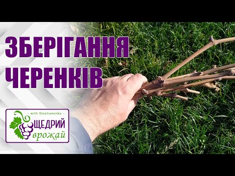 Видео: Зберігання черенків винограду взимку. Як гарантовано зберегти черенки до укорінення весною