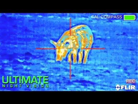 Видео: Отличная охота на дикого кабана с ночным видением. 75 кабанов