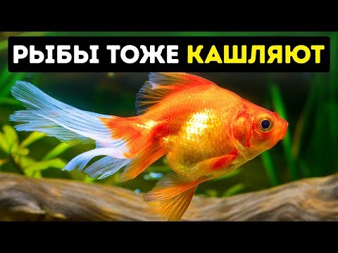 Видео: 40+ неизвестных фактов, доказывающих, что мир просто удивителен