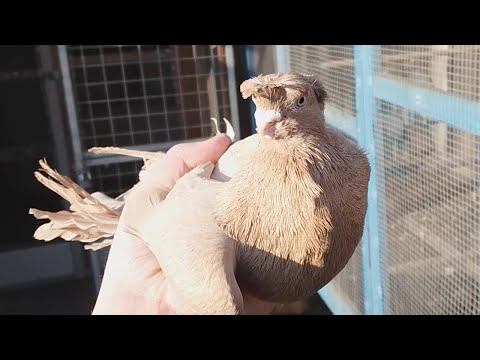 Видео: Узбекские голуби наваты на племя, Usbekische Tauben für Zucht, Uzbek breeding pigeons – 17.01.21 #2