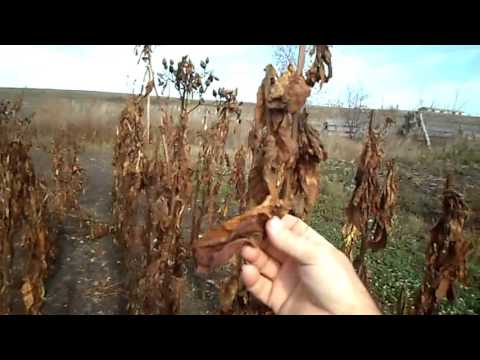 Видео: №65 Табак  Что делать с подмороженным табаком