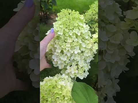 Видео: Мои метельчатые гортензии на 16 августа 2025 года.