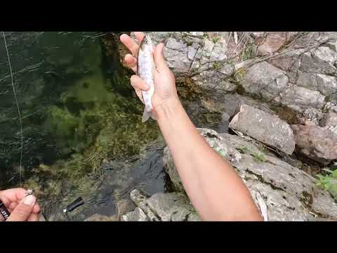 Видео: Ловим рыбу, которую все хотят... Но нельзя.