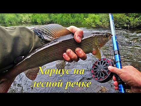 Видео: Рыбалка на ХАРИУСА/НАХОДКИ в тайге удивляют! Живая ящерица в желудке хариуса!