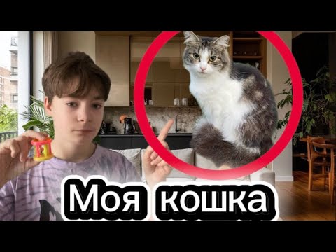 Видео: Играю с моей кошкой 