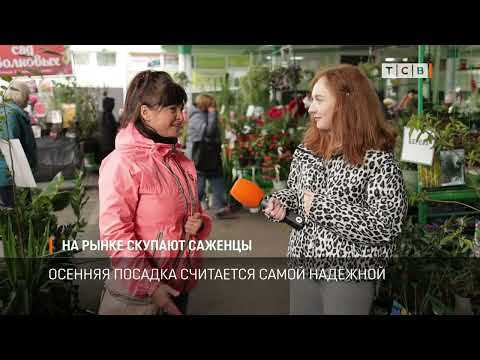 Видео: На рынке скупают саженцы