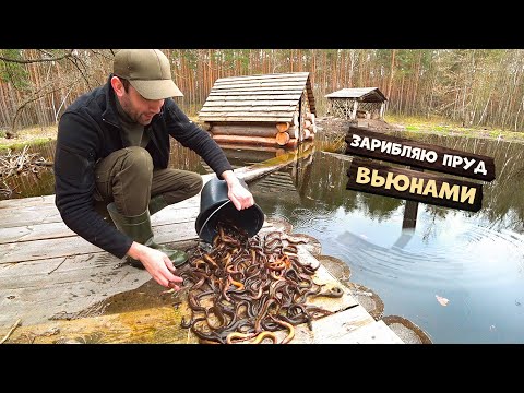 Видео: Сделал запруду. Поставил ловушки верши. Зарыблил пруд вьюнами.