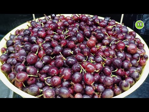 Видео: Крыжовник на зиму. Компот БЕЗ САХАРА  и варенье за 30 минут.