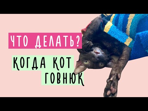 Видео: КАК ОТУЧИТЬ КОТА кусаться  / драть мебель / грызть растения / гадить где попало
