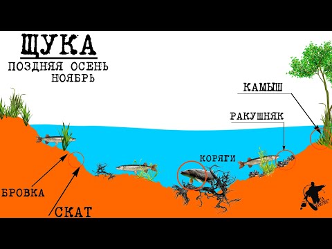 Видео: ЩУКА. Поздней осенью. Ты ОБЯЗАН это знать🎣 #рыбалка #щука #хищник