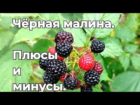 Видео: Чёрная малина Кумберленд. Сажать или не сажать?