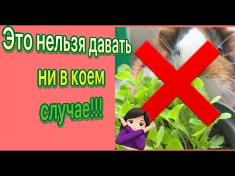 Видео: ЧТО - МОЖНО, А ЧТО - НЕЛЬЗЯ!!! Проращиваем зелень для морских свинок на подоконнике