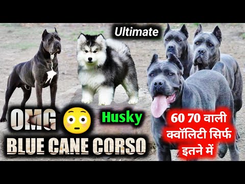 Видео: Что за шумиха вокруг? | Голубой кане корсо. Высочайшее качество. Сибирский хаски на продажу.