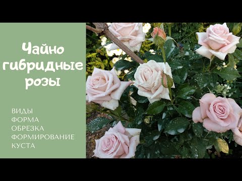 Видео: Чайно-гибридные розы: виды, форма, обрезка и формирование куста.