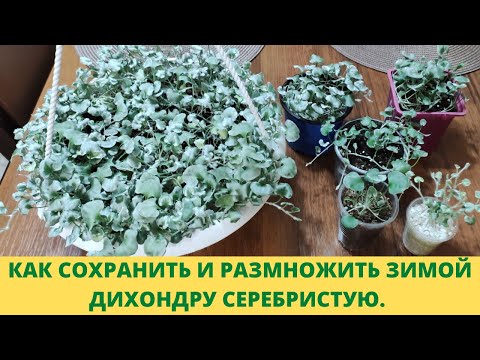 Видео: Плохо зимует и размножается Дихондра серебристая? Посмотрите это видео. 100% результат. Без потерь.