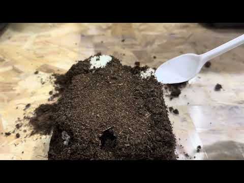 Видео: Бокс с икрой улитки Helix Aspersa Maxima