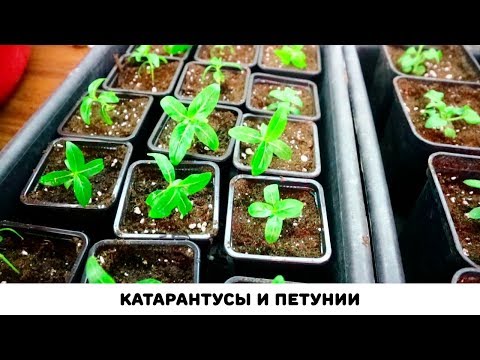 Видео: Пикировка петунии и катарантусов, как и когда пикировать рассаду после всходов⚠️