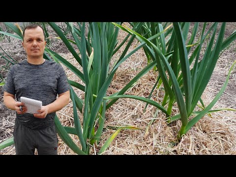 Видео: Что произошло с чесноком через 10 дней после подкормки.