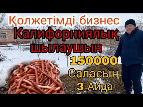 Видео: Колифорниялық шылаушын. Қол жетімді бизнес. 87025709213