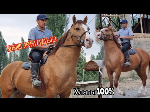 Видео: Беш Жылдыз  Улагы 100% акча керек Сатууга Чыкты