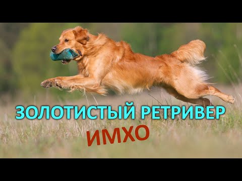 Видео: Золотистый ретривер - ИМХО