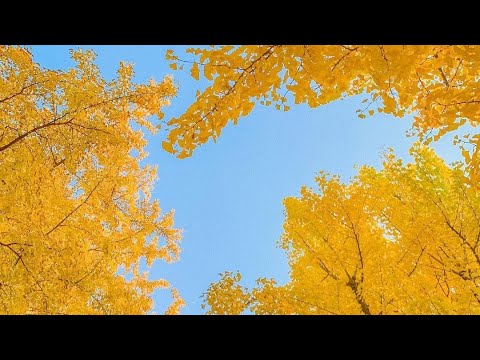 Видео: Плейлист В чём разница между симпатией и любовью?