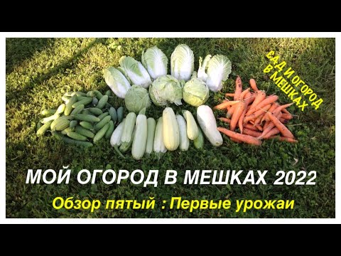 Видео: МОЙ ОГОРОД В МЕШКАХ 2022. Обзор ПЯТЫЙ. Первые УРОЖАИ.