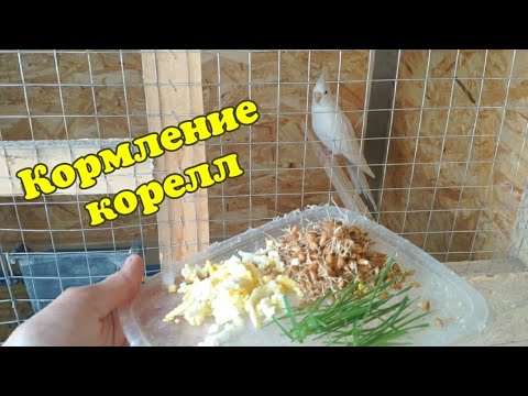Видео: Кормлю попугаев. Куры, индюки и перепела.