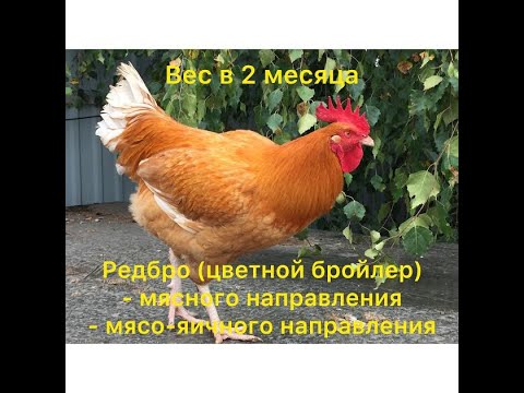 Видео: Цветной бройлер РедБро мясной и мясо-яичный вес в 2 месяца