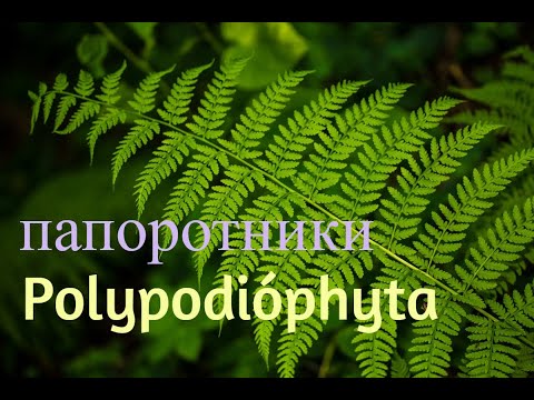 Видео: Папоротники.Уход и виды.