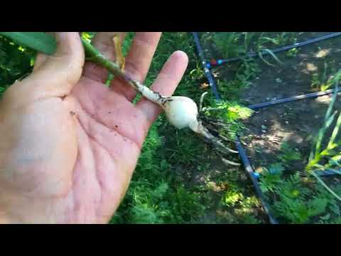 Видео: 300кг чеснока с 1 сотки(продолжаем эксперемент)