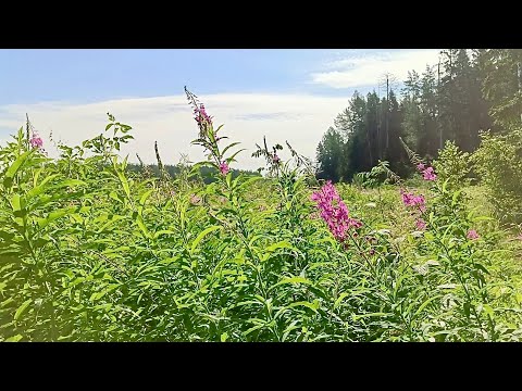 Видео: Заготовка Иван-чая ( весь процесс от сбора до ферментации). Часть 1