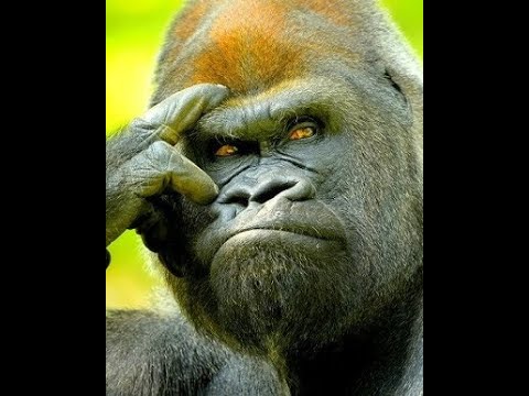 Видео: Идем до 2500 FACIET CS2 #cs2 #shorts #faciet #угар