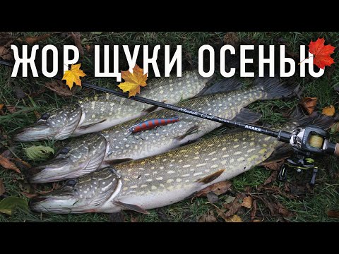 Видео: ЖОР ЩУКИ ОСЕНЬЮ ТВИЧИНГ ВОБЛЕРОВ В НОЯБРЕ
