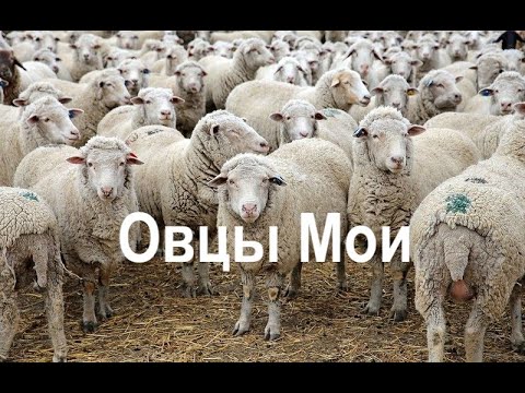Видео: 1- часть - ОВЦЫ МОИ - Свидетельствует Лука Верховецкий  - Вячеслав Бойнецкий