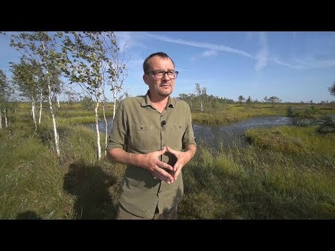 Видео: Экскурсия по самому большому болоту Беларуси с Иваном Борком