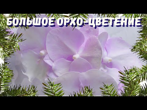 Видео: Большое зимнее цветение орхидей. Мои нидерландские фаленопсисы