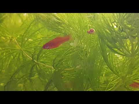 Видео: Разведение гуппи и меченосцев без отсадников в общем аквариуме