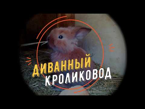 Видео: Мои клетки для кроликов.